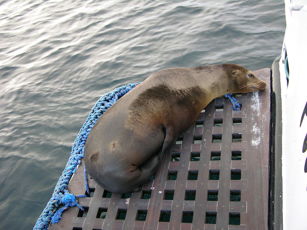 Galapagos 6-1-01 Santiago Puerto Egas Sea Lion On Eden